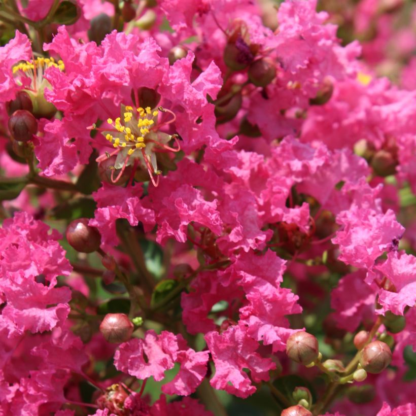 Lagerstroemia indica Yang Tse - Indische sering (Flowering)