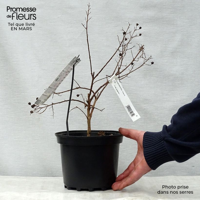 Exemplaar van Lagerstroemia indica Yang Tse - Indische sering Pot van 3 l/4 l zoals geleverd in de lente