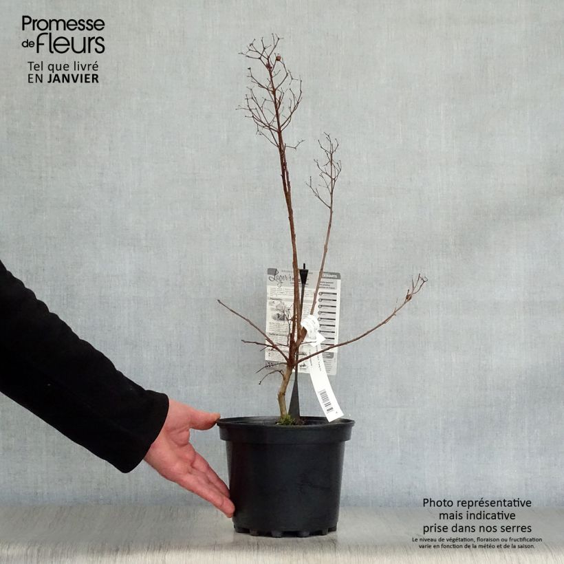 Example of Lagerstroemia indica Yang Tse - Lilas des Indes	 Pot van 3 l/4 l as you get in hiver