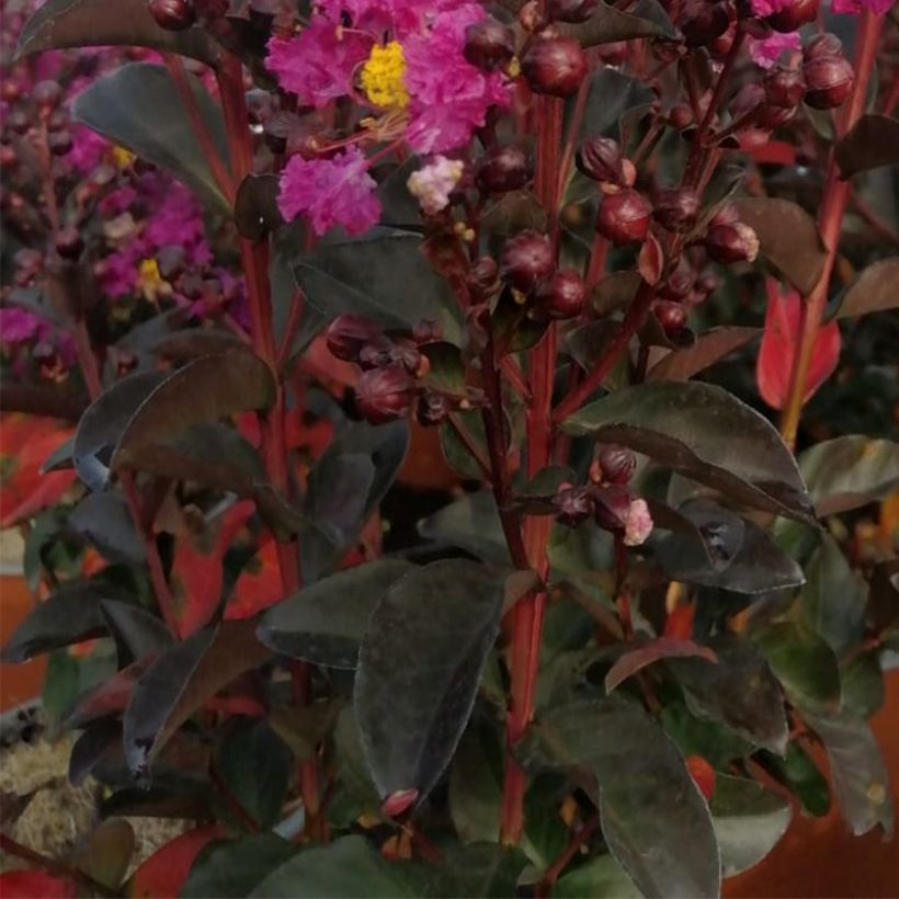 Lagerstroemia indica Rhapsody In Blue - Indische sering (Foliage)