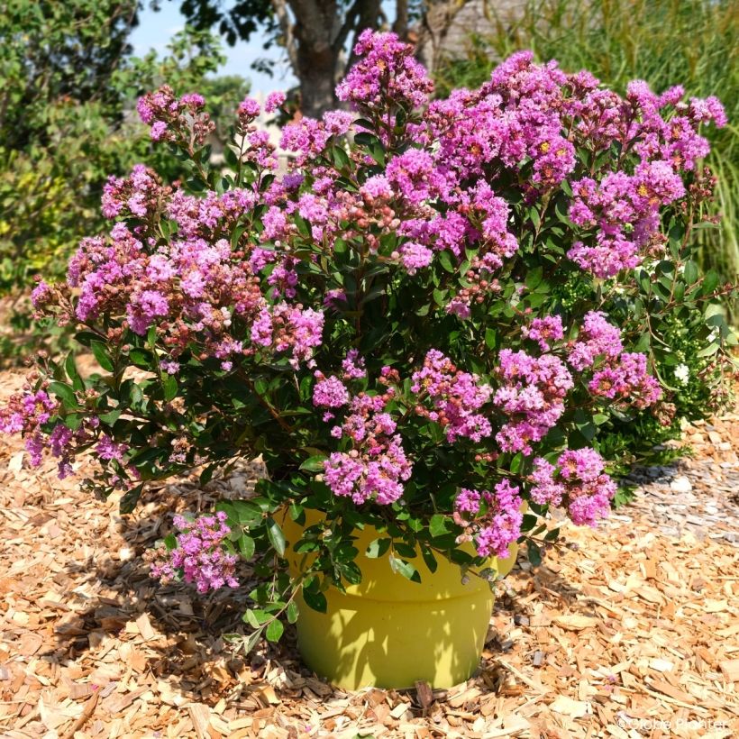 Lagerstroemia Gourmet Violetta - Indische sering (Groeiplaats)