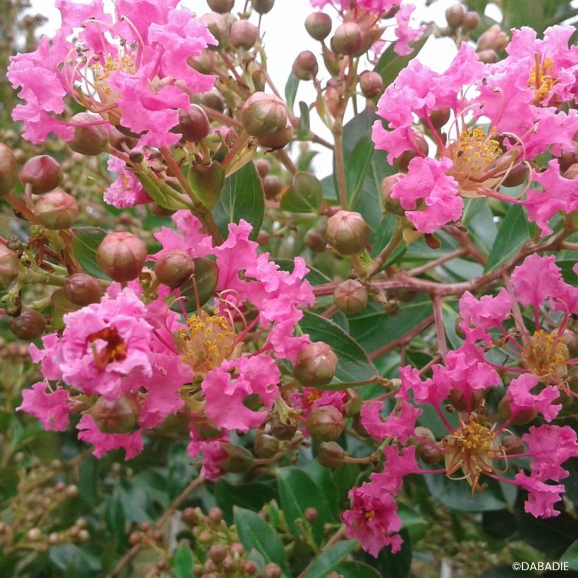 Lagerstroemia indica Mimie Rose - Indische sering (Bloei)