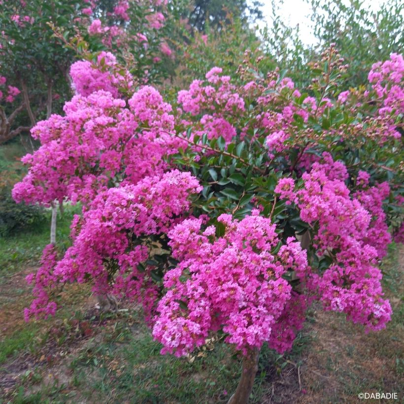 Lagerstroemia indica Mimie Rose - Indische sering (Groeiplaats)