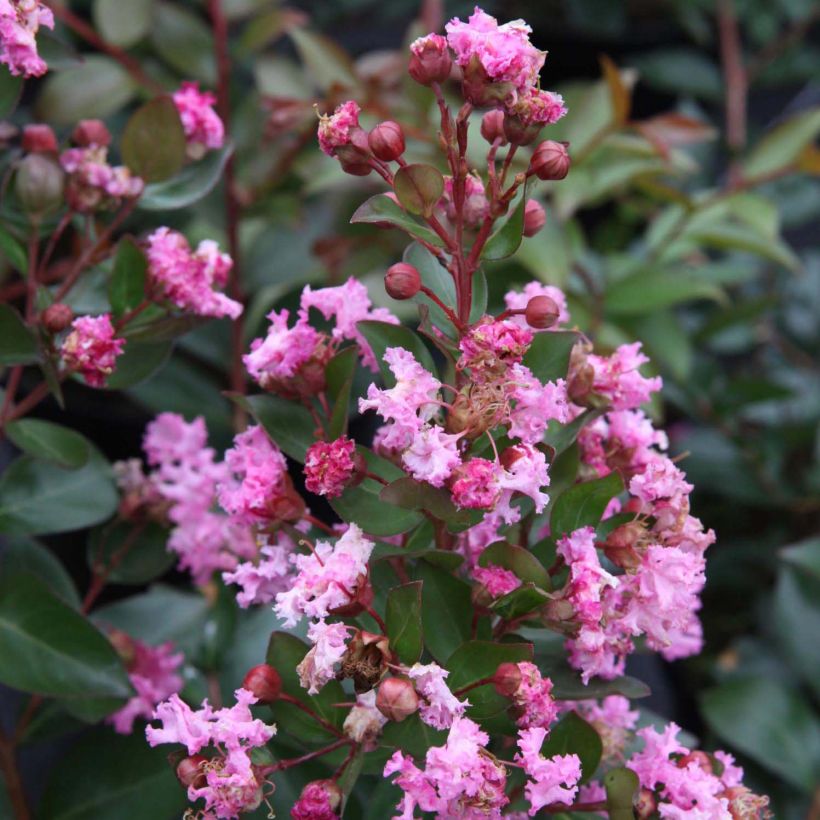 Lagerstroemia indica Mardi Gras - Indische sering (Flowering)