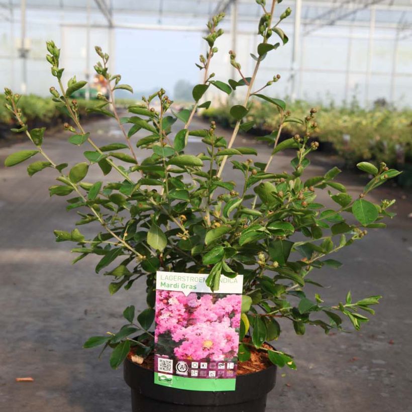 Lagerstroemia indica Mardi Gras - Indische sering (Plant habit)