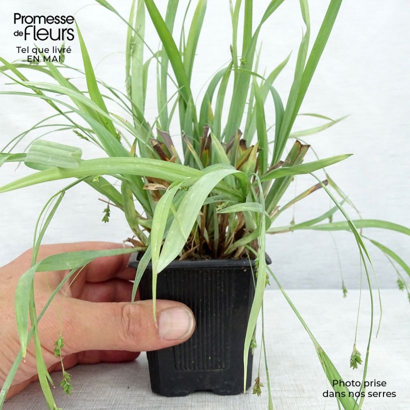 Exemplaar van Carex Bunny Blue - Zegge Kweekpotje van 8/9 cm zoals geleverd in de lente