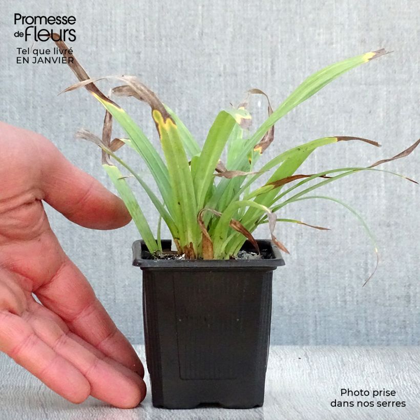 Example of Laîche Bunny Blue Kweekpotje van 8/9 cm as you get in hiver