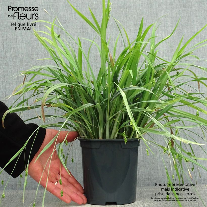 Exemplaar van Carex Bunny Blue - Zegge Pot van 2 l/3 l zoals geleverd in de lente