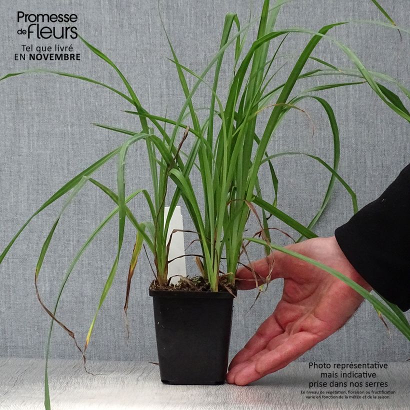 Exemplaar van Carex riparia - Oeverzegge Kweekpotje van 8/9 cm zoals geleverd in de herfst