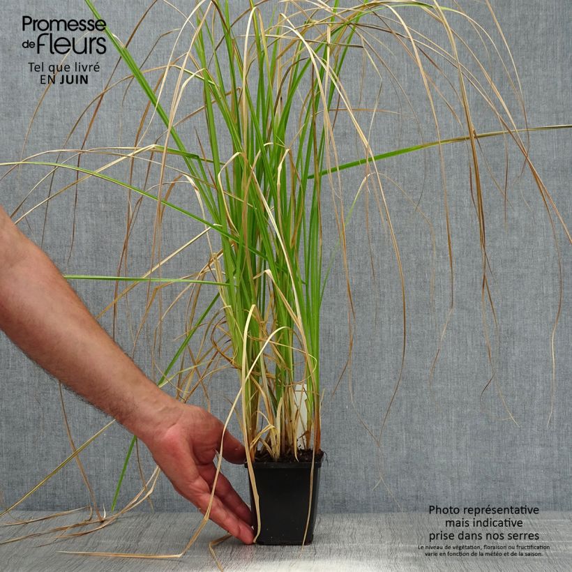 Exemplaar van Carex riparia - Oeverzegge Kweekpotje van 8/9 cm zoals geleverd in de zomer