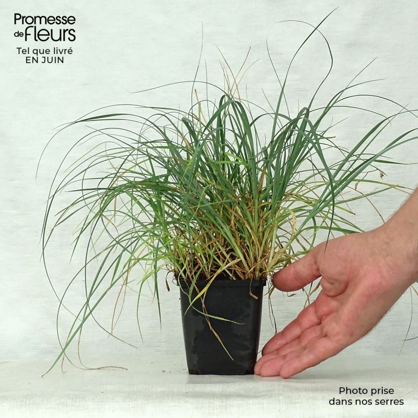Exemplaar van Carex panicea - Blauwe zegge Kweekpotje van 8/9 cm zoals geleverd in de zomer