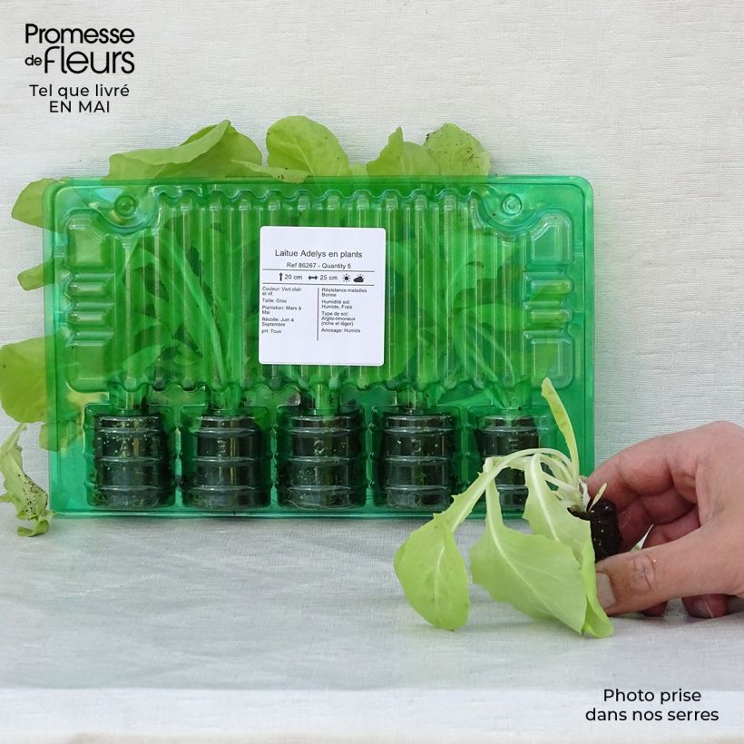 Exemplaar van Kropsla Adelys (jonge planten) Wortelkluit van 4 cm x 4,5 cm zoals geleverd in de lente