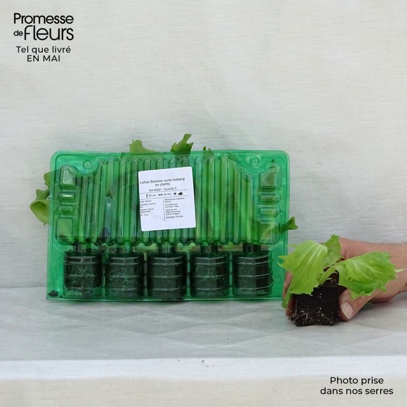 Exemplaar van Ijsbergsla Iceberg (jonge planten) Wortelkluit van 4 cm x 4,5 cm zoals geleverd in de lente