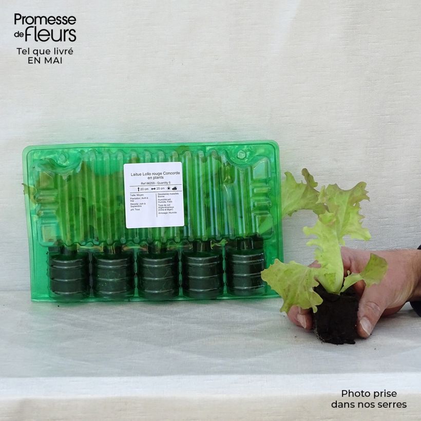 Exemplaar van Krulsla Concorde (jonge planten) Wortelkluit van 4 cm x 4,5 cm zoals geleverd in de lente