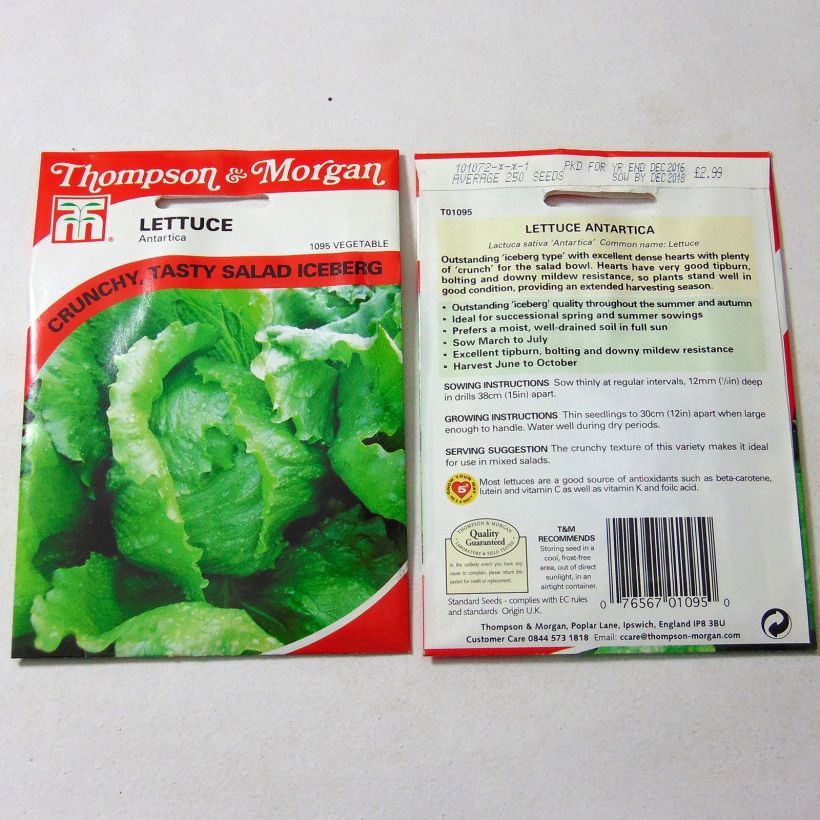 Voorbeeld van een exemplaar van IJsbergsla Antartica het zakje met 250 zaden zoals geleverd