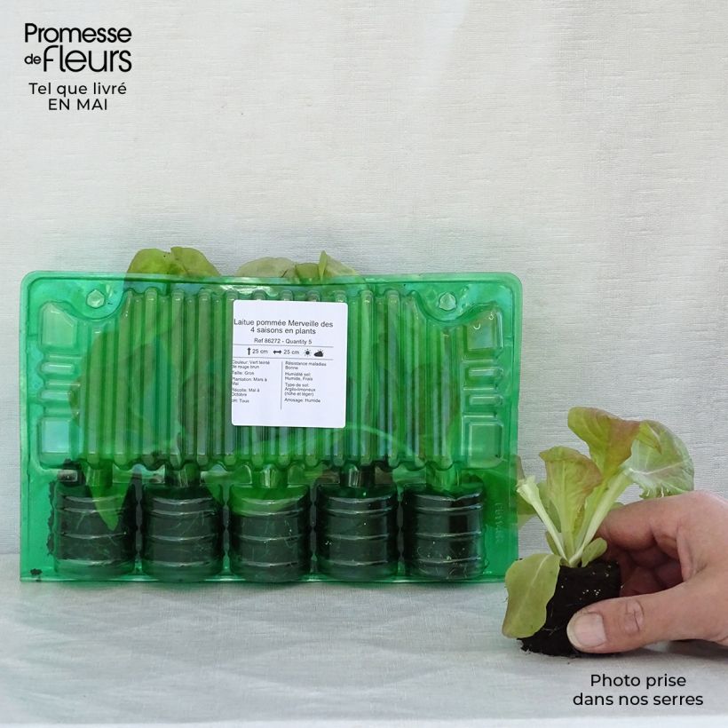 Exemplaar van Kropsla Wonder van de 4 seizoenen (jonge planten) Wortelkluit van 4 cm x 4,5 cm zoals geleverd in de lente