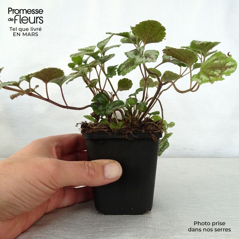 Exemplaar van Lamiastrum galeobdolon Florentinum - Gele dovenetel Kweekpotje van 8/9 cm zoals geleverd in de lente