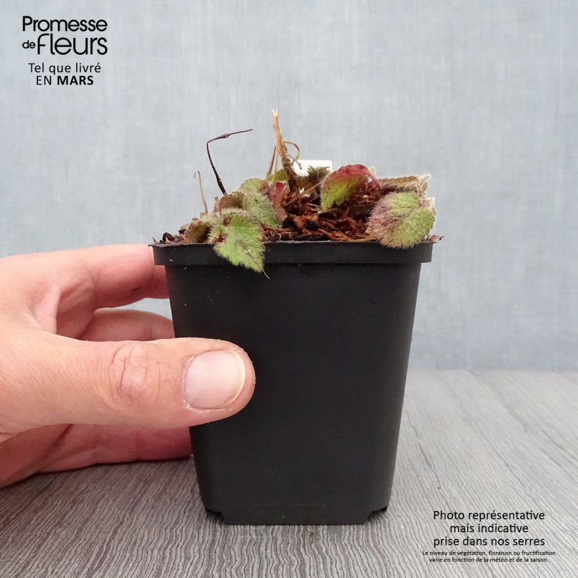 Exemplaar van Lamium galeobdolon Kirkcudbright Dwarf - Gele dovenetel Kweekpotje van 8/9 cm zoals geleverd in de lente