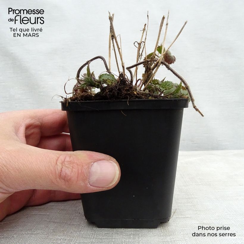 Exemplaar van Lamium galeobdolon - Gele dovenetel Kweekpotje van 8/9 cm zoals geleverd in de lente