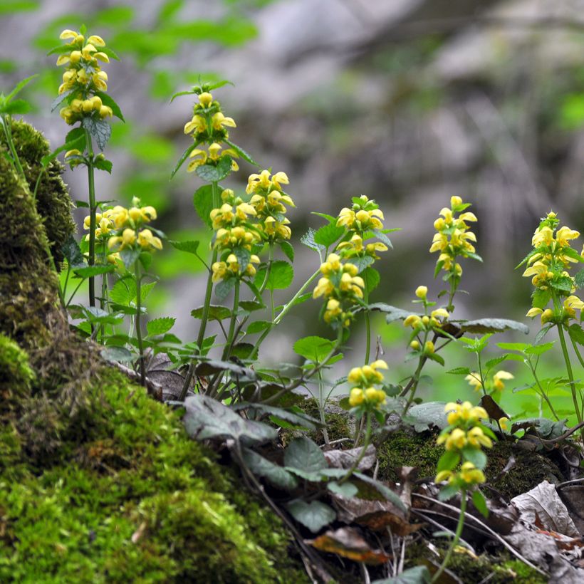 Lamium galeobdolon - Gele dovenetel (Groeiplaats)
