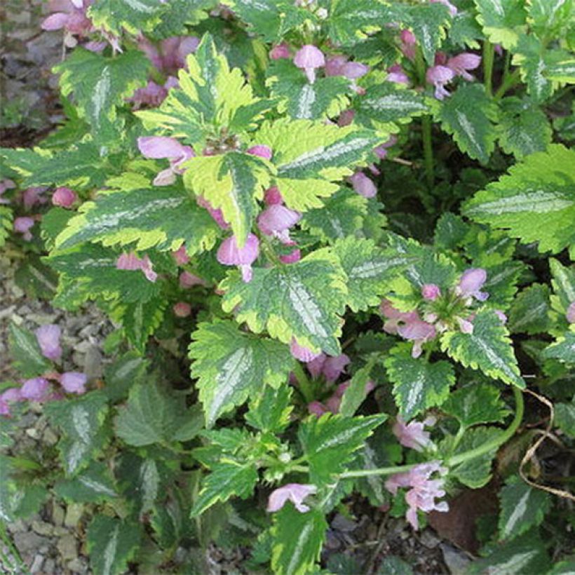 Lamium maculatum Anne Greenaway - Lamier bont (Foliage)