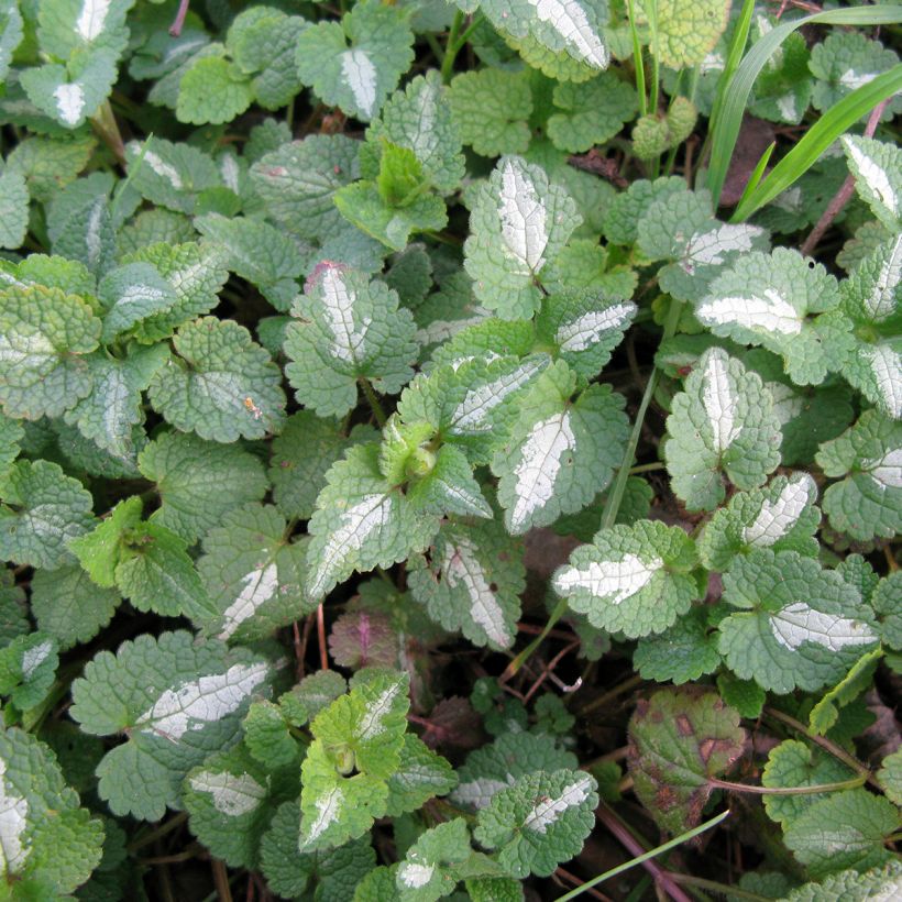 Lamium maculatum Album - Gevlekte dovenetel (Blad)