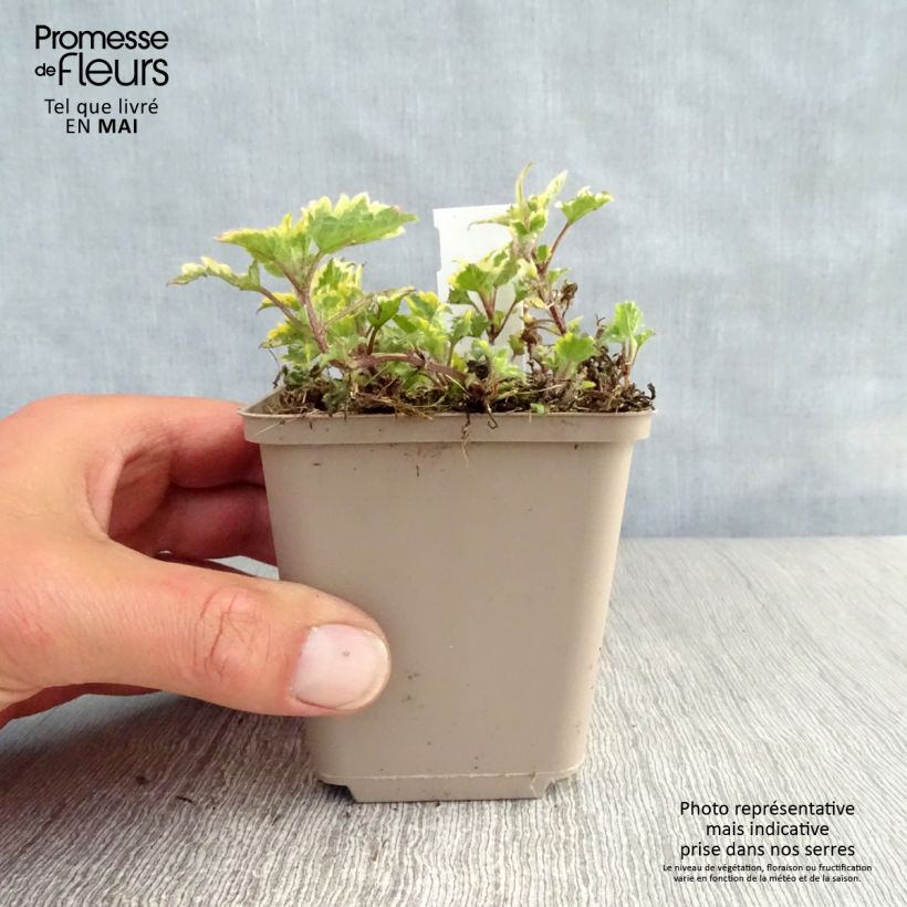 Exemplaar van Lamium maculatum Anne Greenaway - Lamier bont Kweekpotje van 8/9 cm zoals geleverd in de lente