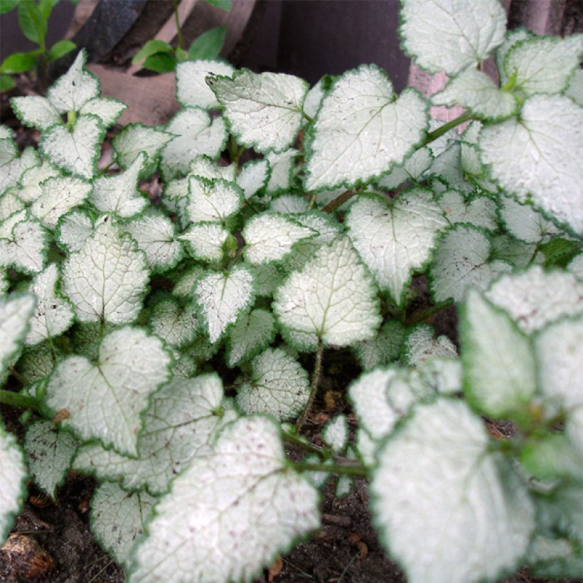 Lamium maculatum Beacon Silver - Gevlekte dovenetel (Foliage)