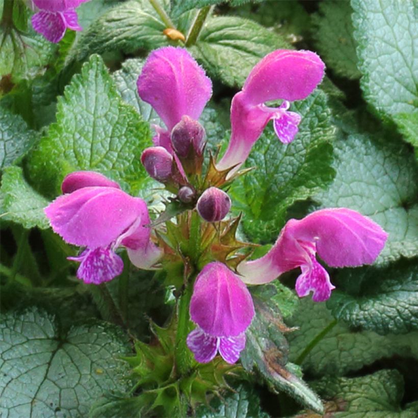 Lamium maculatum Beacon Silver - Gevlekte dovenetel (Flowering)