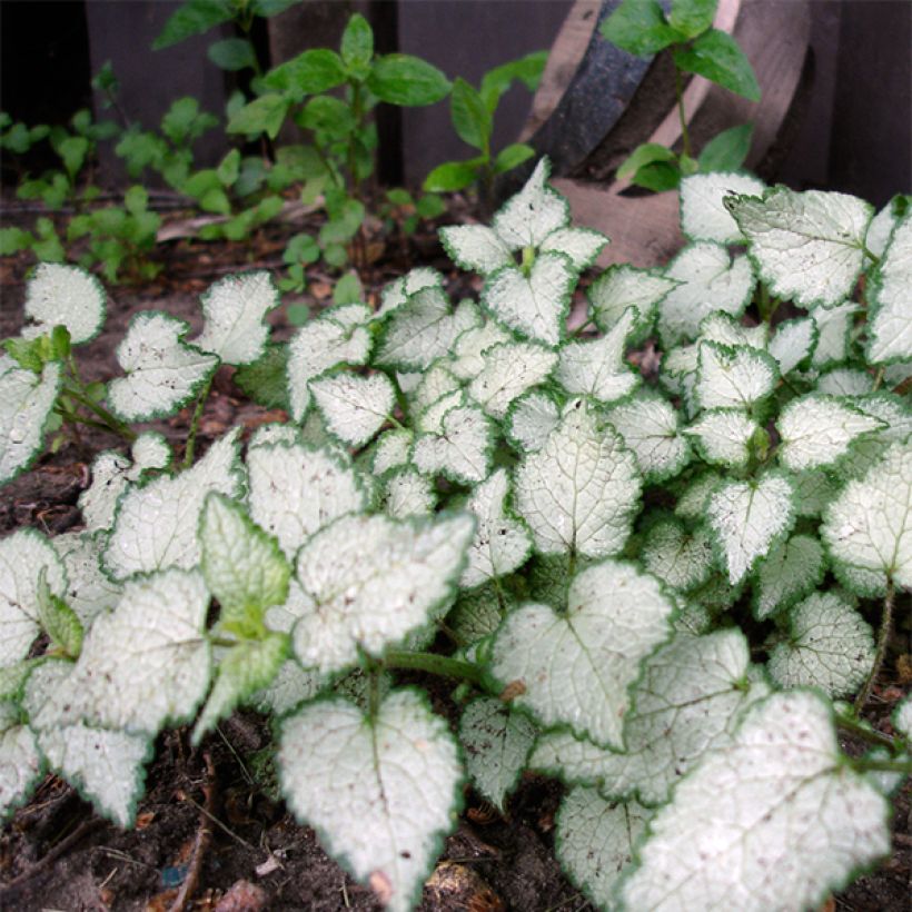Lamium maculatum Beacon Silver - Gevlekte dovenetel (Plant habit)