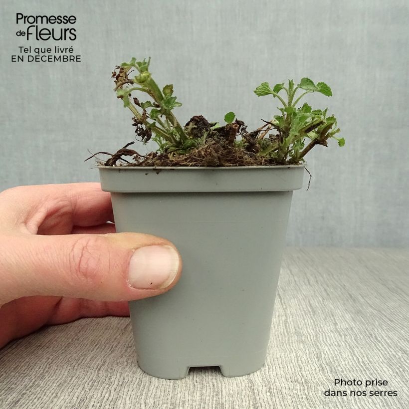 Example of Lamium maculatum Beacon Silver - Lamier argenté rose magenta Kweekpotje van 8/9 cm as you get in hiver