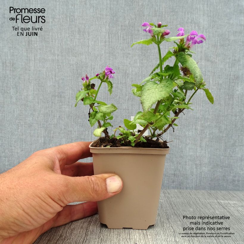 Exemplaar van Lamium maculatum Beacon Silver - Gevlekte dovenetel Kweekpotje van 8/9 cm zoals geleverd in de zomer