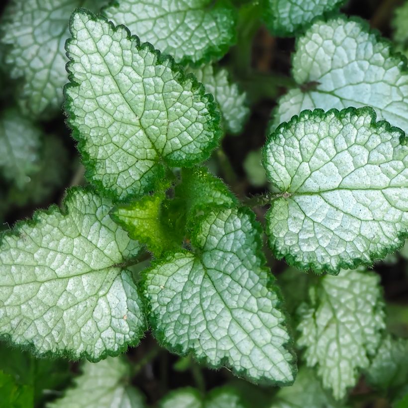 Lamium maculatum Beacon Silver - Gevlekte dovenetel (Blad)