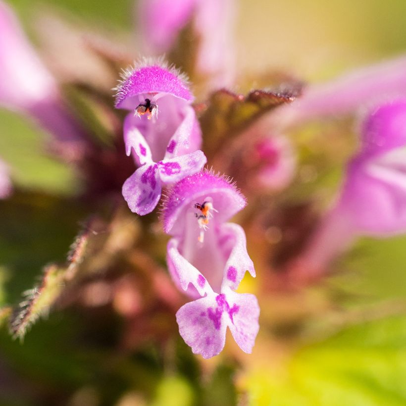 Lamium maculatum Beacon Silver - Gevlekte dovenetel (Bloei)