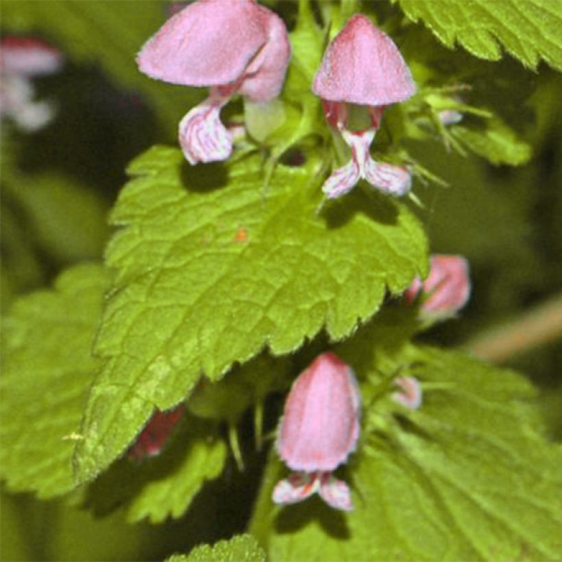Lamium maculatum Cannon s Gold - Gevlekte dovenetel (Blad)
