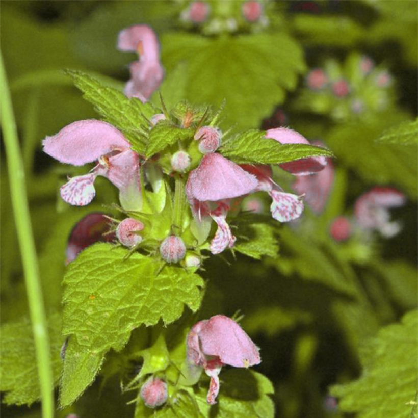 Lamium maculatum Cannon s Gold - Gevlekte dovenetel (Bloei)