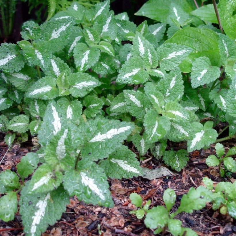 Lamium maculatum Chequers - Gevlekte dovenetel (Foliage)