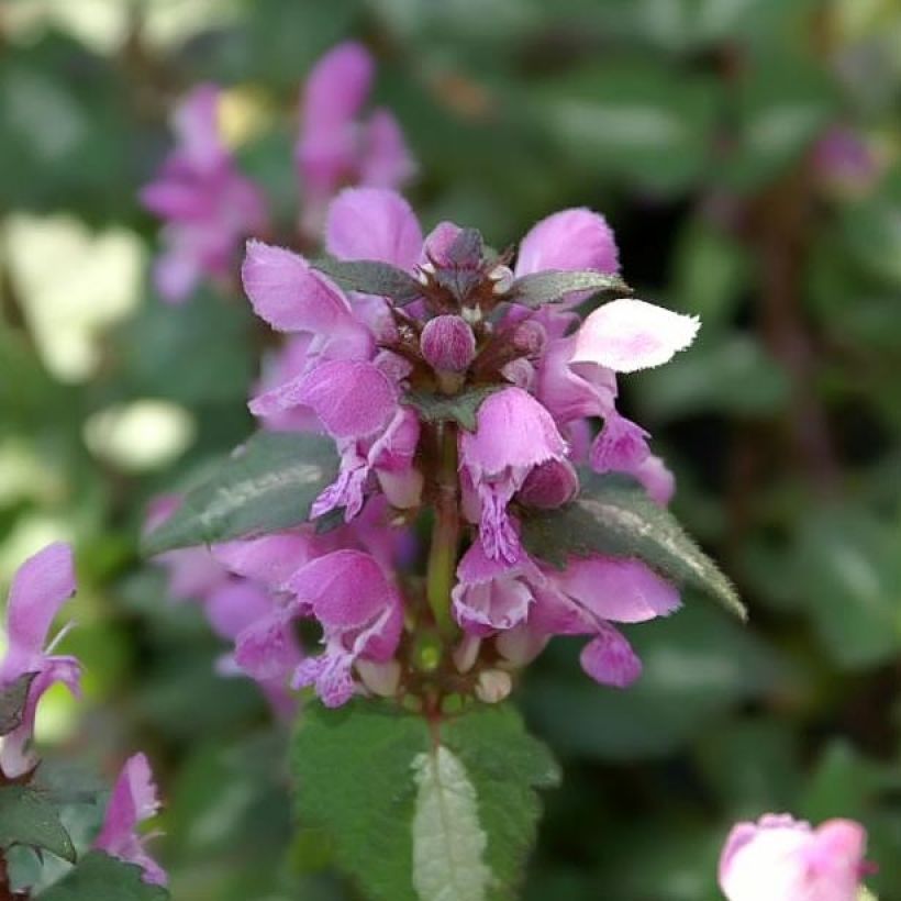 Lamium maculatum Chequers - Gevlekte dovenetel (Flowering)