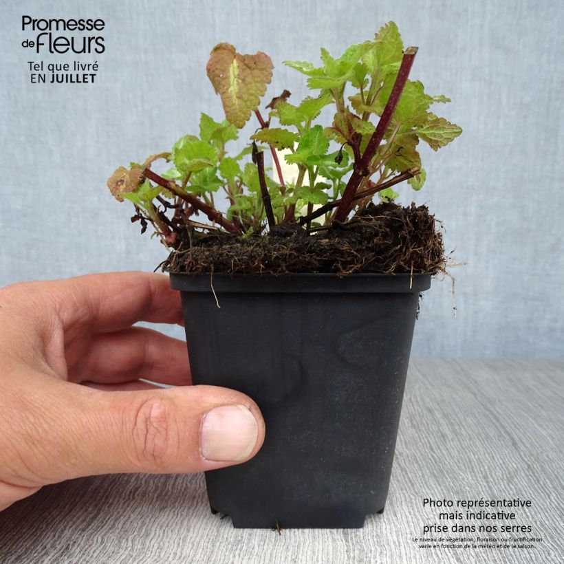 Exemplaar van Lamium maculatum Chequers - Gevlekte dovenetel Kweekpotje van 8/9 cm zoals geleverd in de zomer