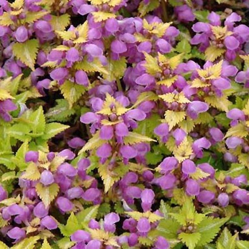Lamium maculatum Golden Nuggets - Gevlekte dovenetel (Blad)