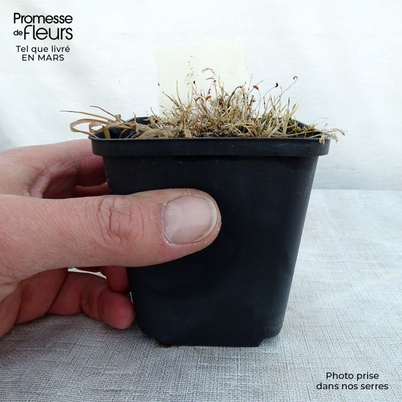 Exemplaar van Lamium maculatum Golden Nuggets - Gevlekte dovenetel Kweekpotje van 8/9 cm zoals geleverd in de lente