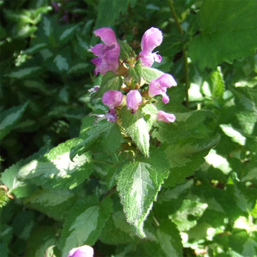 Lamium maculatum Pink Pewter - Gevlekte dovenetel (Flowering)