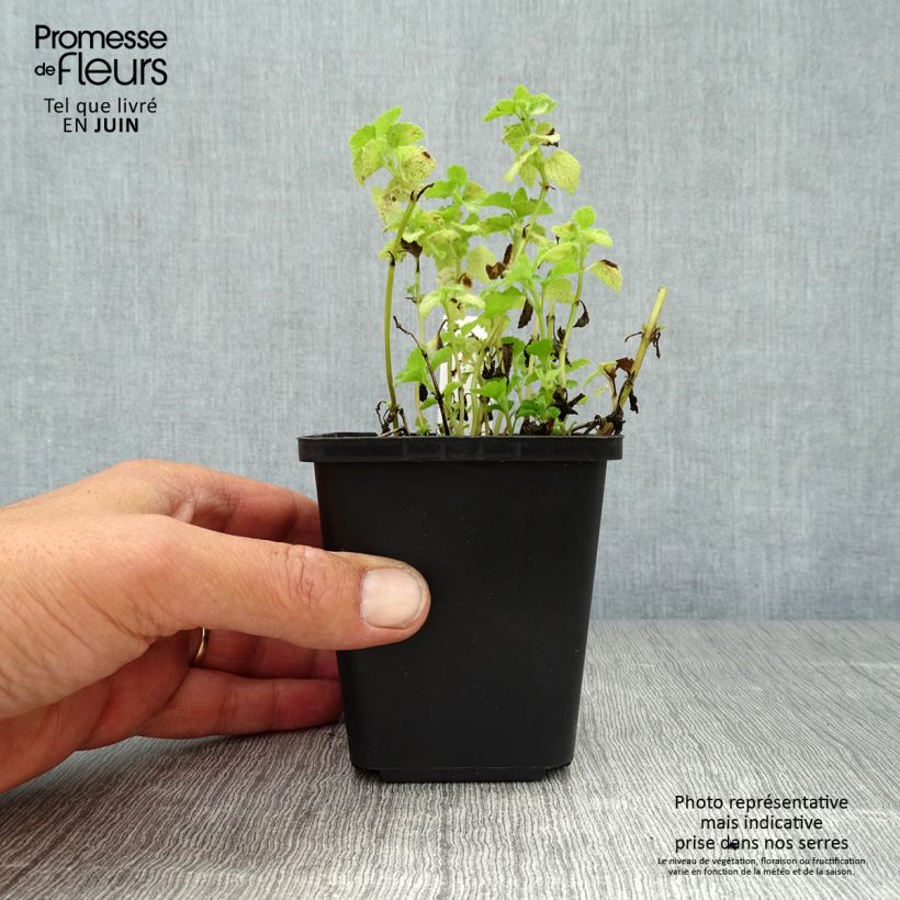 Exemplaar van Lamium maculatum Pink Pewter - Gevlekte dovenetel Kweekpotje van 8/9 cm zoals geleverd in de zomer