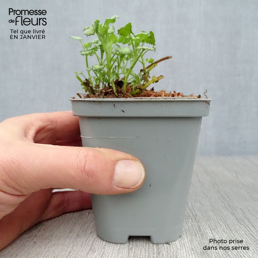 Example of Lamium maculatum Pink Pewter - Gevlekte dovenetel Kweekpotje van 8/9 cm as you get in hiver