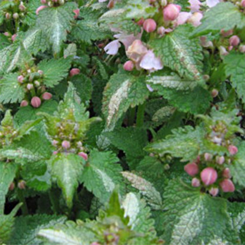 Lamium maculatum Purple Dragon - Gevlekte dovenetel (Foliage)