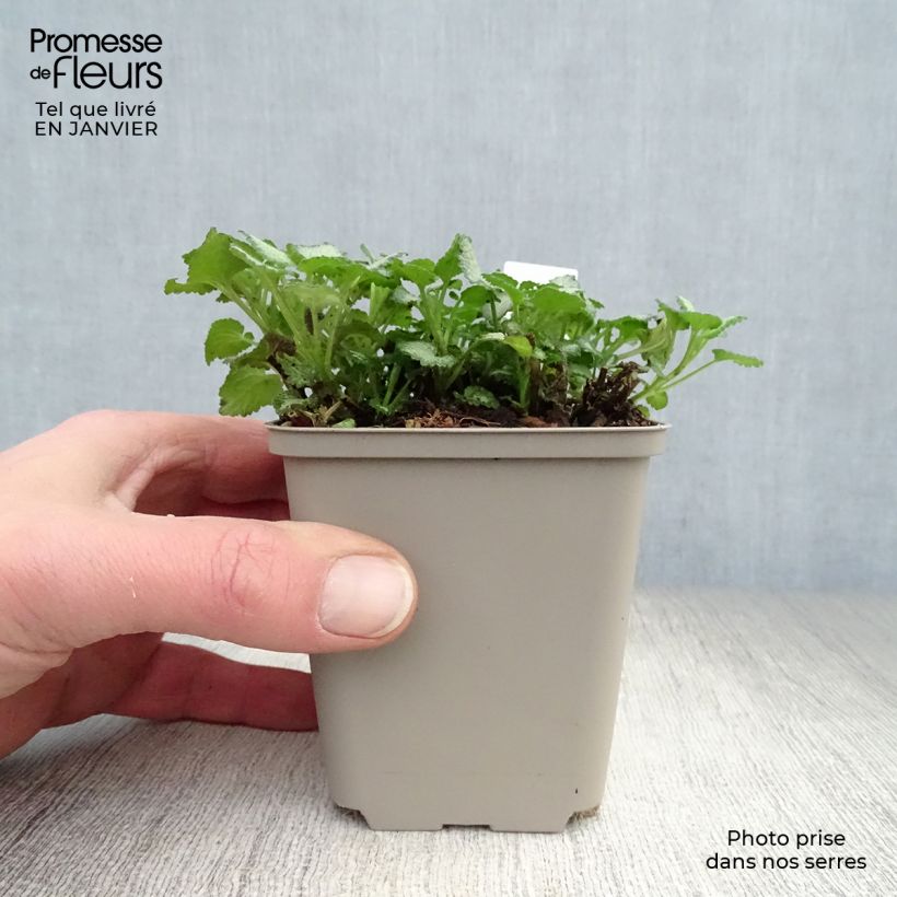 Example of Lamium maculatum Purple Dragon - Gevlekte dovenetel Kweekpotje van 8/9 cm as you get in hiver