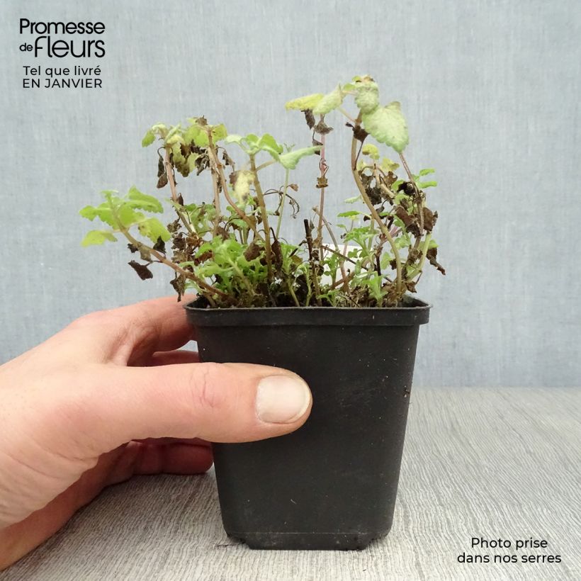 Example of Lamium maculatum Rood Nancy - Gevlekte dovenetel Kweekpotje van 8/9 cm as you get in hiver