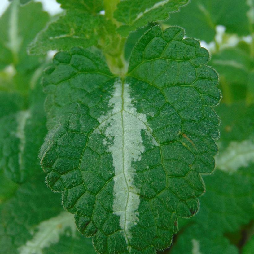 Lamium maculatum Roseum - Gevlekte dovenetel (Foliage)
