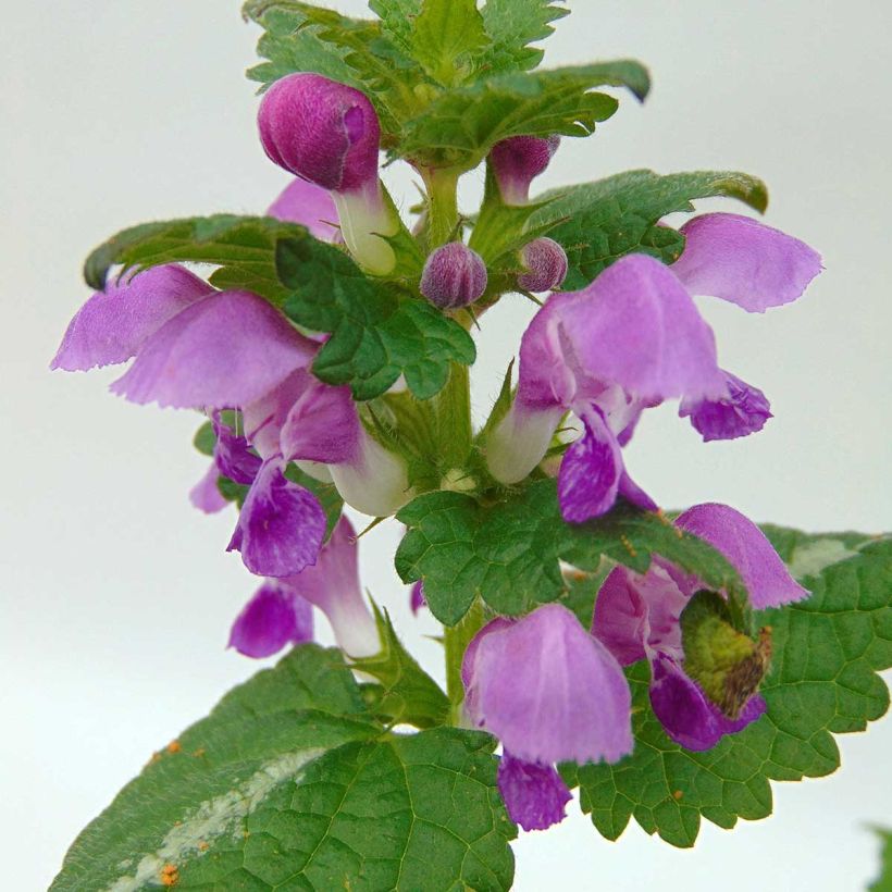 Lamium maculatum Roseum - Gevlekte dovenetel (Flowering)