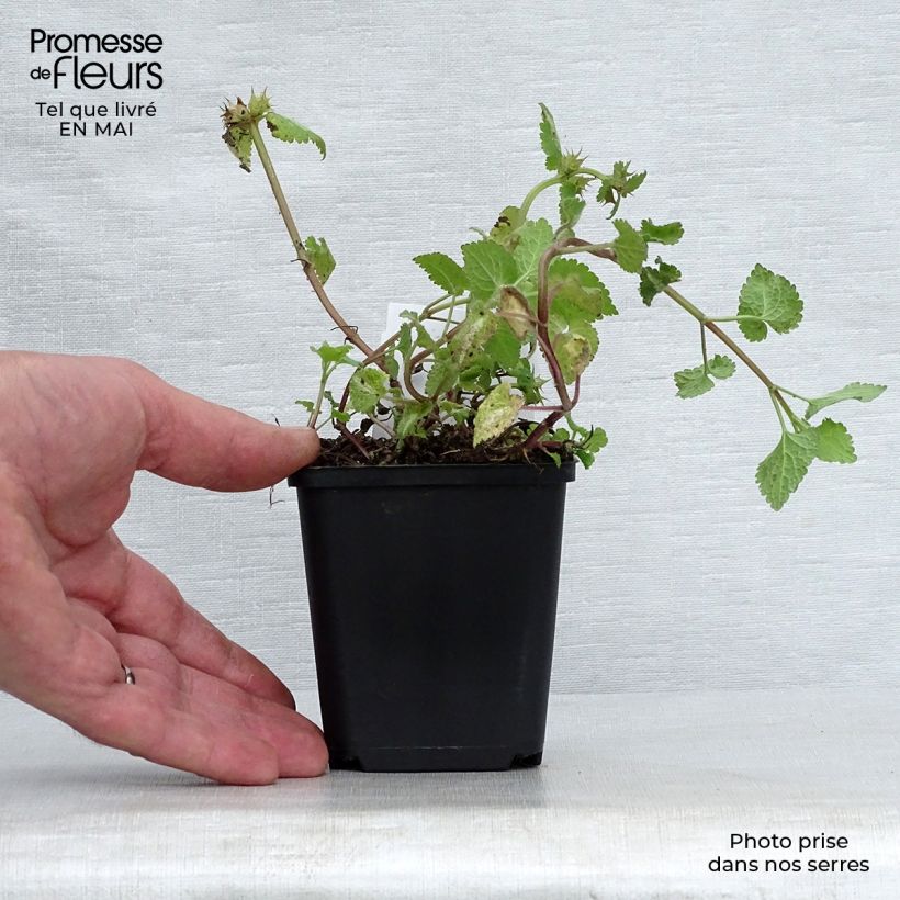 Exemplaar van Lamium maculatum Roseum - Gevlekte dovenetel Kweekpotje van 8/9 cm zoals geleverd in de lente